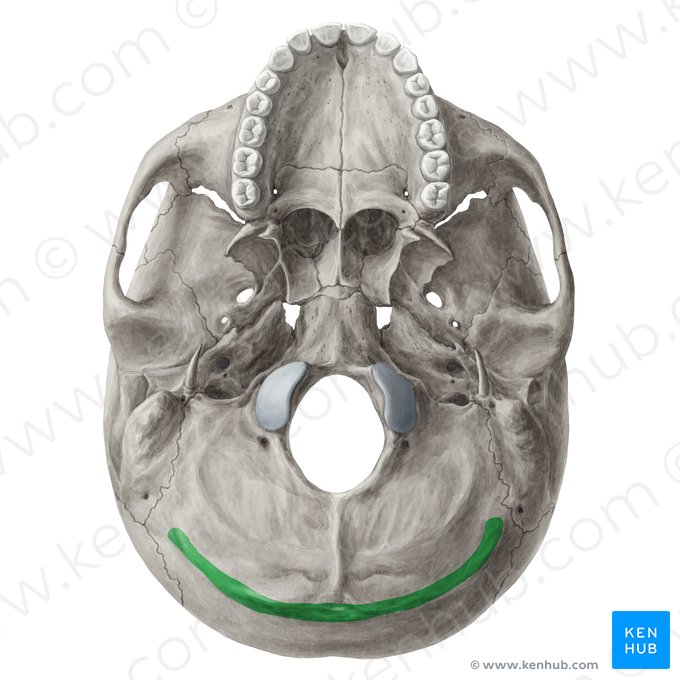 Línea nucal superior del hueso occipital (Linea nuchalis superior ossis occipitalis); Imagen: Yousun Koh