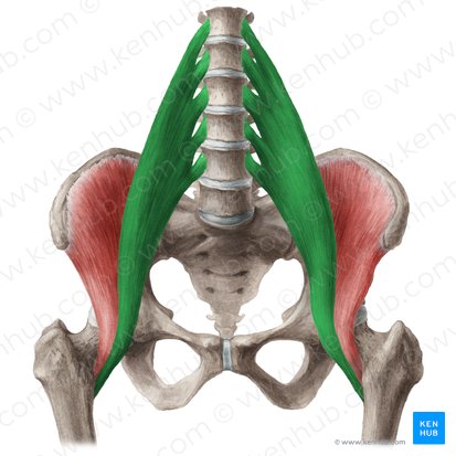 Músculo psoas mayor (Musculus psoas major); Imagen: Liene Znotina