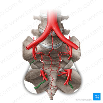 Superior gluteal artery (Arteria glutea superior); Image: Paul Kim