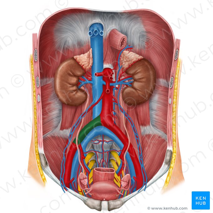 Right common iliac artery (Arteria iliaca communis dextra); Image: Irina Münstermann