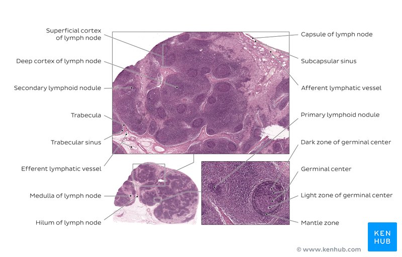 림프절-조직학-lymph node-histology