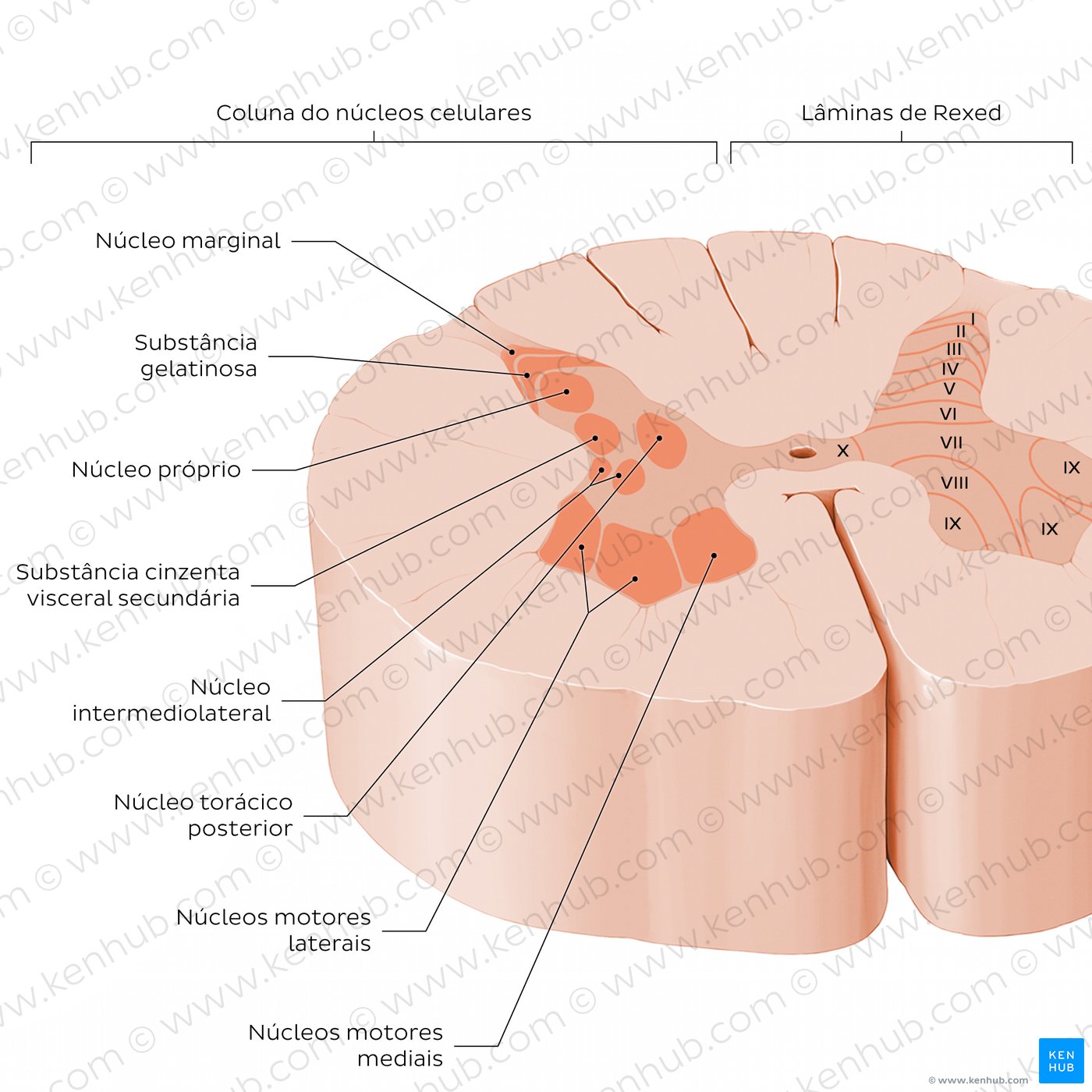 Substância cinzenta da medula espinal