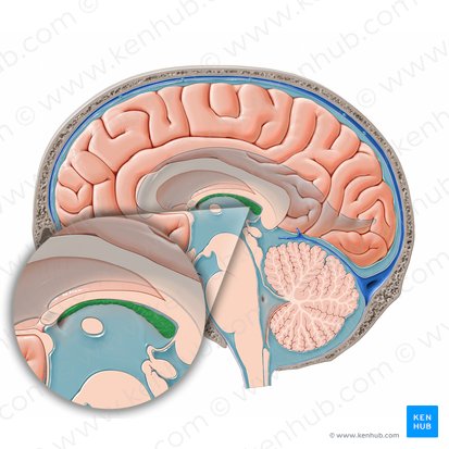 Plexo corióideo do terceiro ventrículo (Plexus choroideus ventriculi tertii); Imagem: Paul Kim