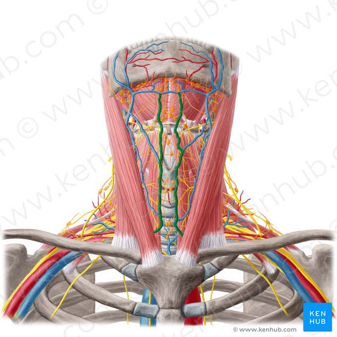 Vena jugularis anterior (Vordere Drosselvene); Bild: Yousun Koh