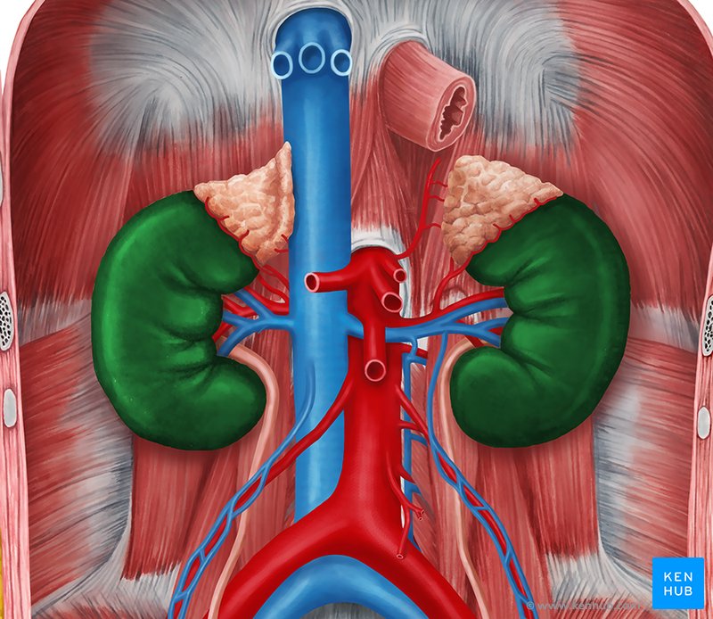 The kidneys - Anterior view