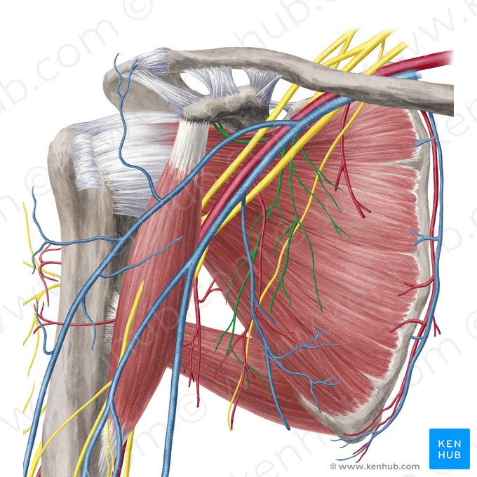 Subscapular nerves (Nervi subscapulares); Image: Yousun Koh