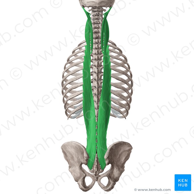 Músculo longísimo (Musculus longissimus); Imagen: Yousun Koh