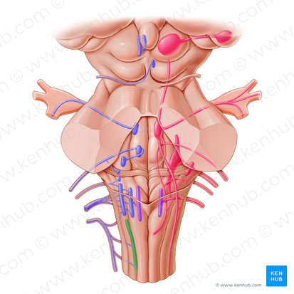 Núcleo del nervio accesorio (Nucleus nervi accessorii); Imagen: Paul Kim