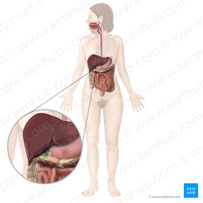 Duodeno (Duodenum); Imagem: Begoña Rodriguez