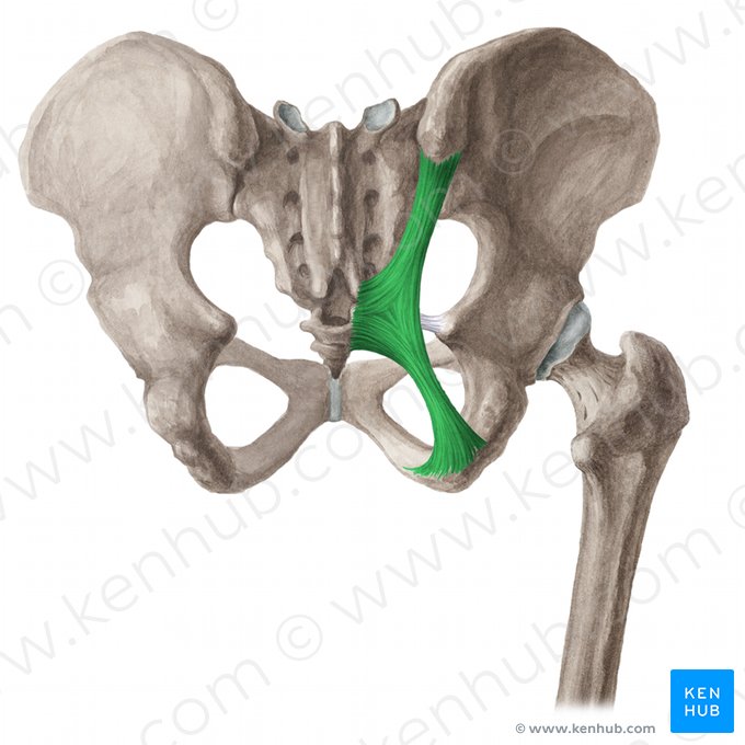 Ligamento sacrotuberal (Ligamentum sacrotuberale); Imagem: Liene Znotina