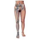 Main veins of the lower limb