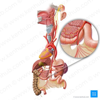Ramo intestinal do nervo vago (Ramus intestinalis nervi vagi); Imagem: Paul Kim