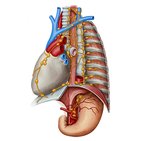 Lymphabfluss des Mediastinums