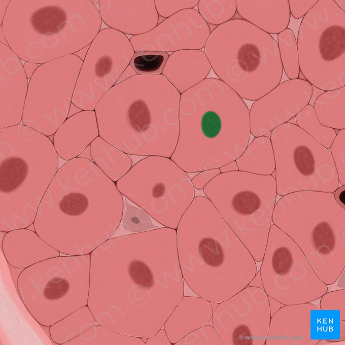 Nucleus of smooth muscle cell (Nucleus myocyti levis); Image: Tal Bavli Ziv