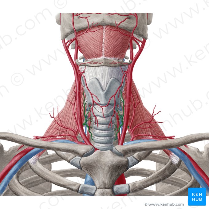 Arteria thyroidea inferior (Untere Schilddrüsenarterie); Bild: Yousun Koh