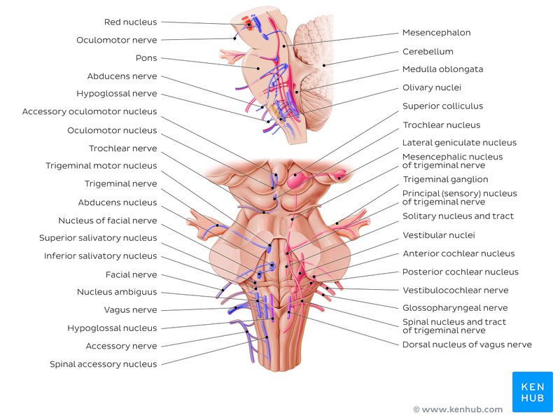 Cranial nerve nuclei - posterior and sagittal views