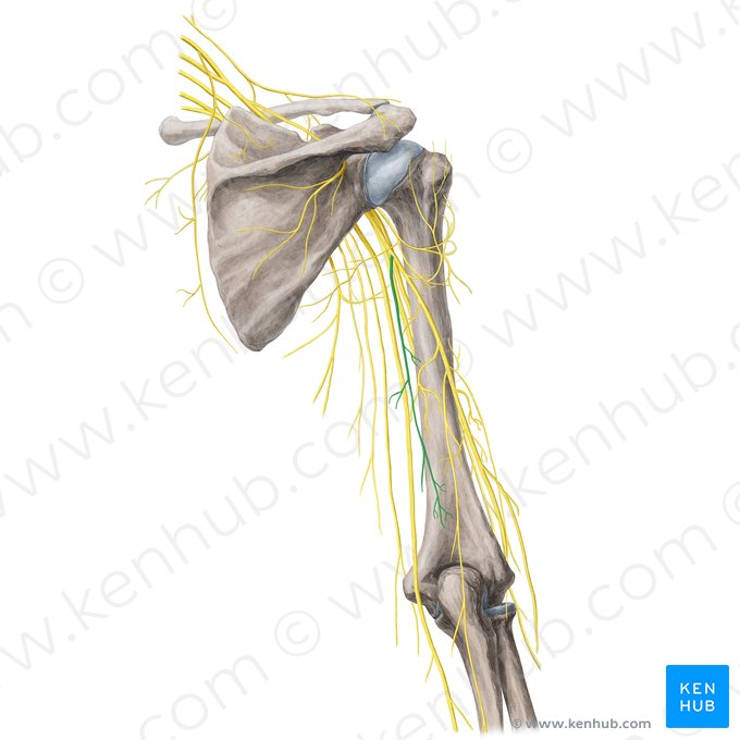 Posterior brachial cutaneous nerve (Nervus cutaneus posterior brachii); Image: Yousun Koh