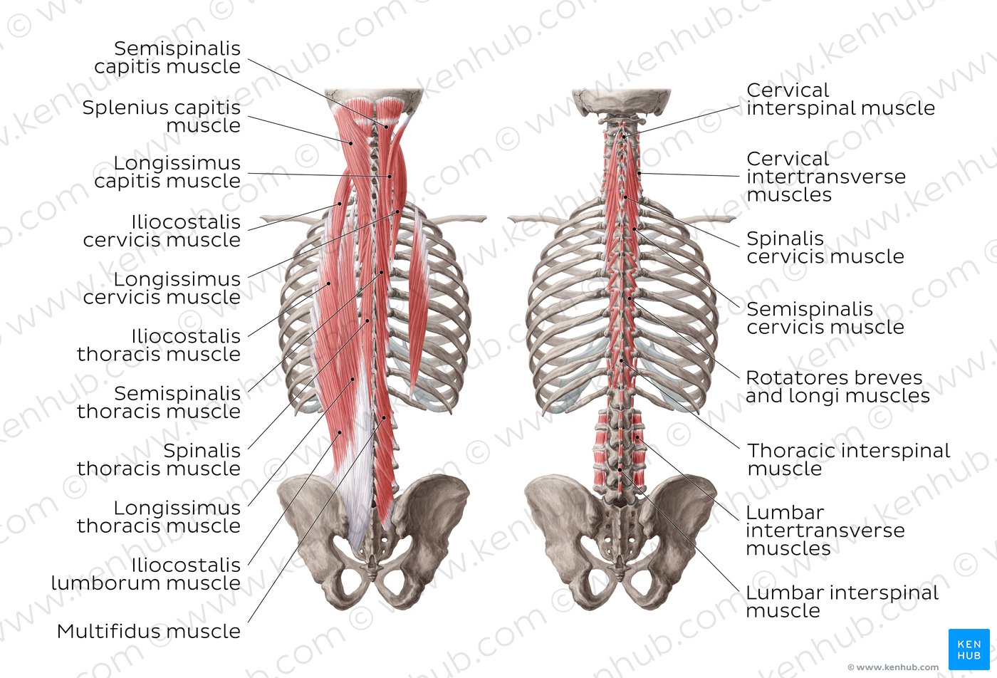 Deep muscles of the back