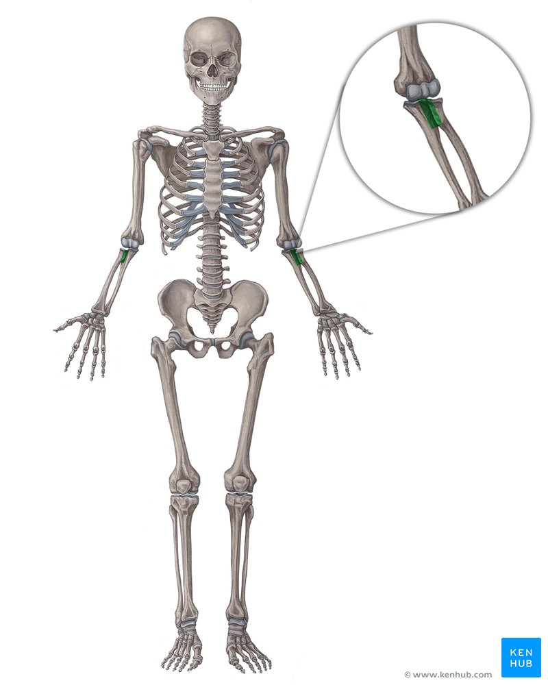 Proximal radioulnar joint (Articulatio radioulnaris proximalis)