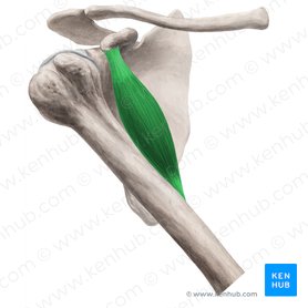 Musculus coracobrachialis (Rabenschnabel-Oberarmmuskel); Bild: Yousun Koh