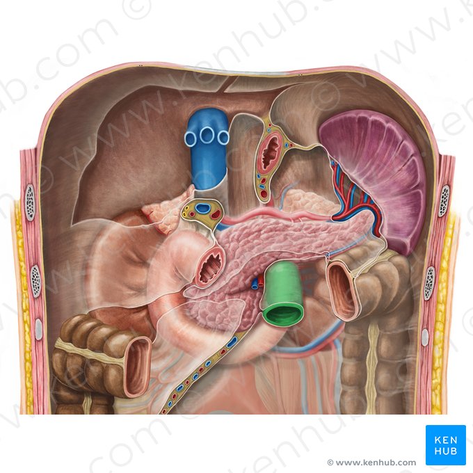 Jejunum (Leerdarm); Bild: Irina Münstermann