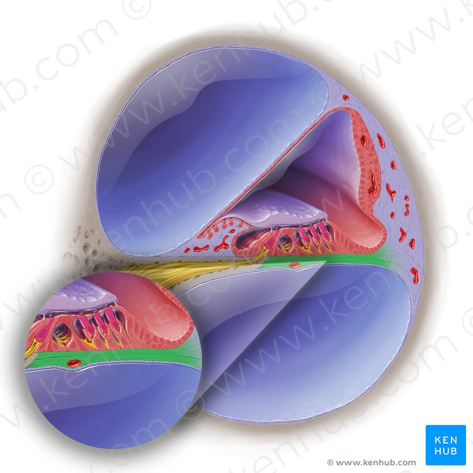 Membrana basilar del conducto coclear (Lamina basilaris ducti cochlearis); Imagen: Paul Kim