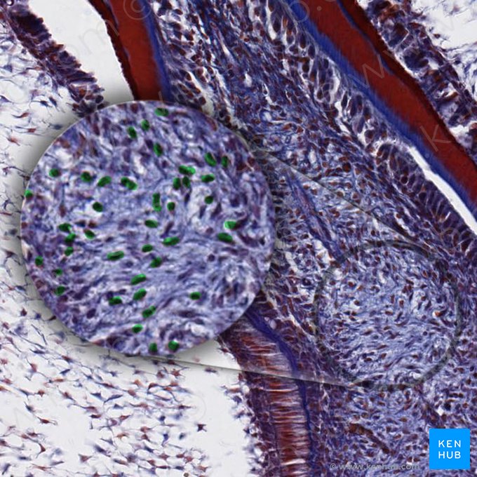 Cellules mésenchymateuses; Image : 