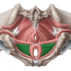 Musculus transversus perinei profundus