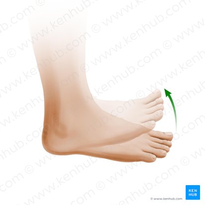 Dorsiflexion of foot (Dorsiflexio pedis); Image: Paul Kim