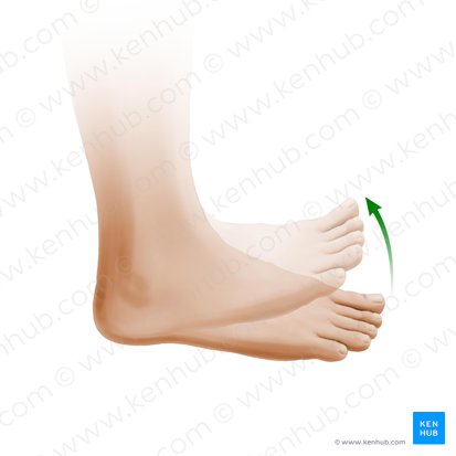 Dorsiflexio pedis (Dorsalextension des Fußes); Bild: Paul Kim