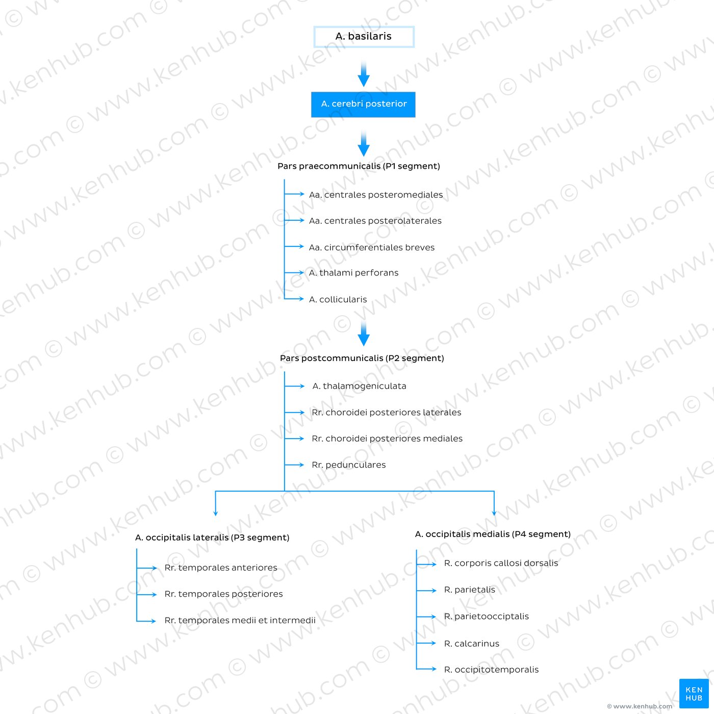 Diagramm: Äste der Arteria cerebri posterior