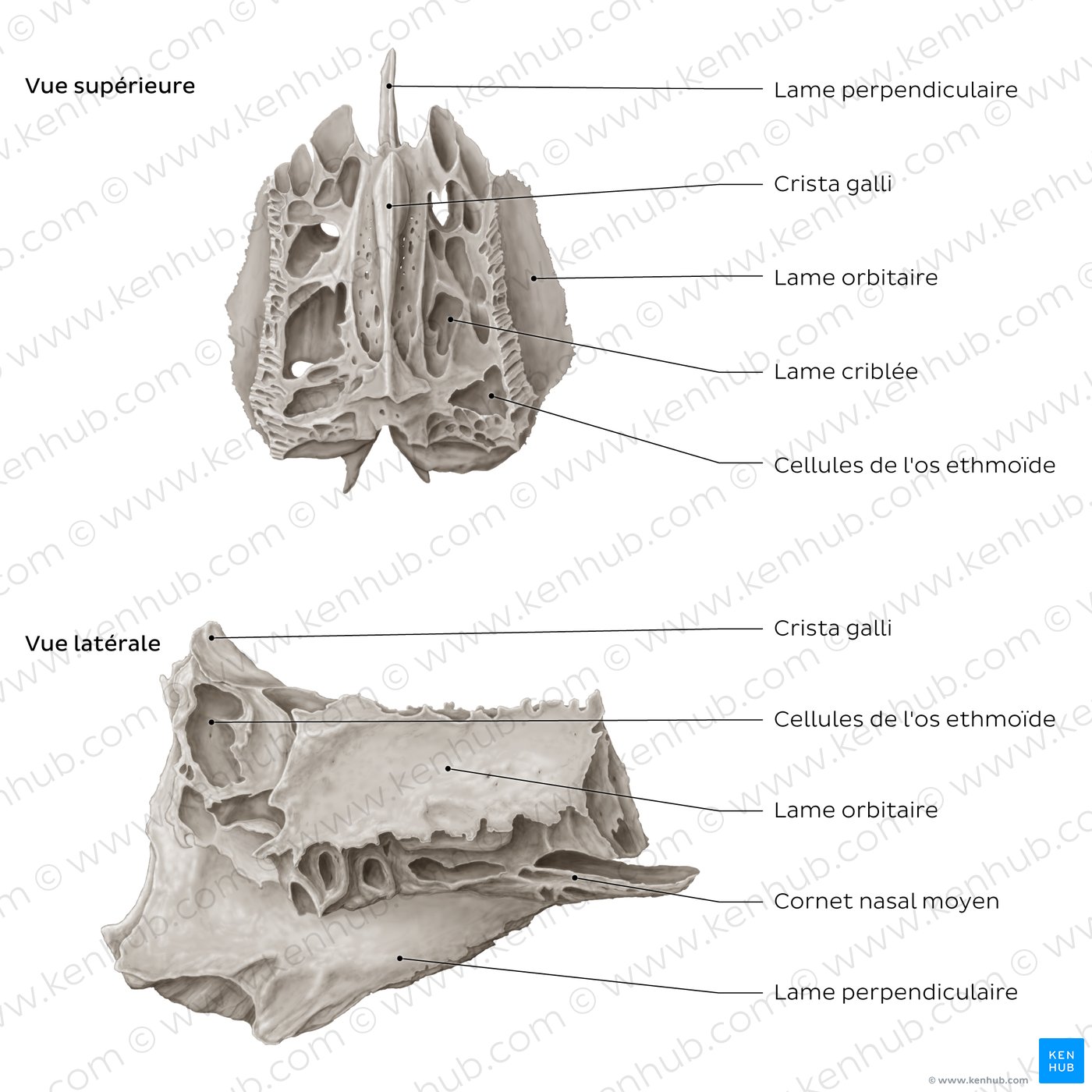 Ethmoid bone (superior and lateral views)