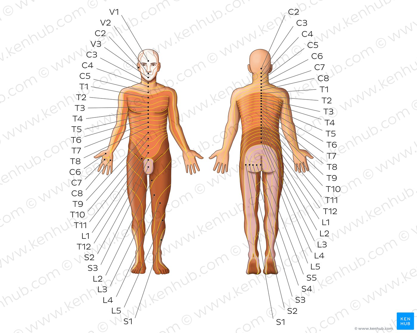 Intercostal Nerves Origin Course And Function Kenhub