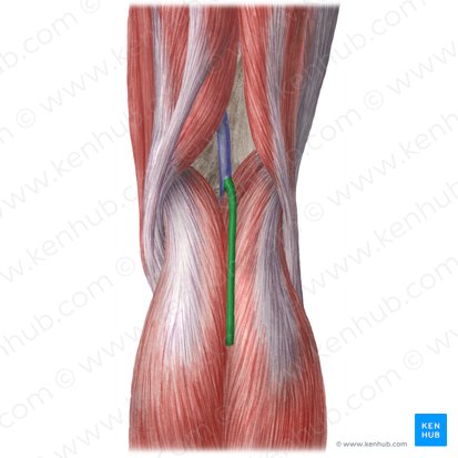 Small saphenous vein (Vena saphena parva); Image: Liene Znotina