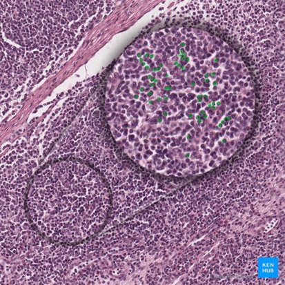 Lymphocyte (Lymphocytus); Image: 