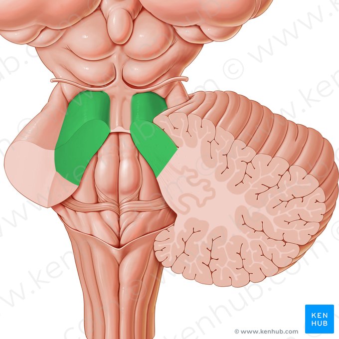 Superior cerebellar peduncle (Pedunculus cerebellaris superior); Image: Paul Kim