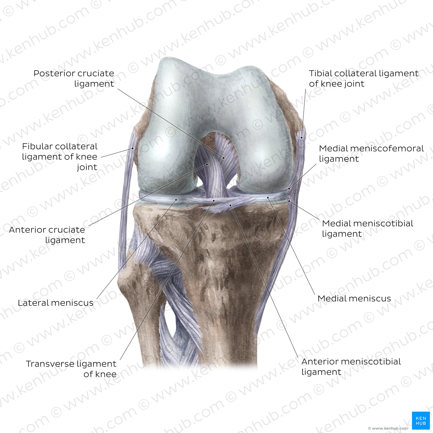 Knee joint: Intracapsular ligaments and menisci (anterior view)