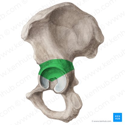 Corpus ossis ilii (Darmbeinkörper); Bild: Liene Znotina