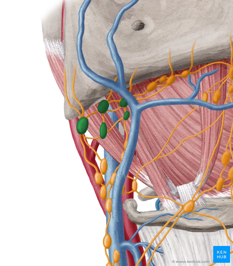 Submandibular lymph nodes: Anterior view