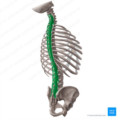 Multifidus muscle (Musculus multifidus); Image: Yousun Koh