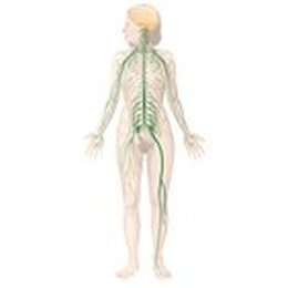 Peripheres Nervensystem