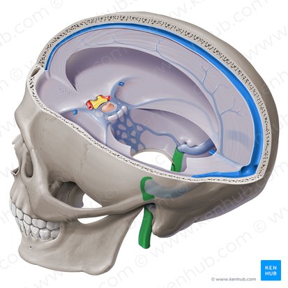 Veia jugular interna (Vena jugularis interna); Imagem: Paul Kim