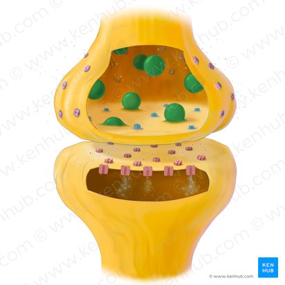 Synaptic vesicle (Vesicula synaptica); Image: Tal Bavli Ziv