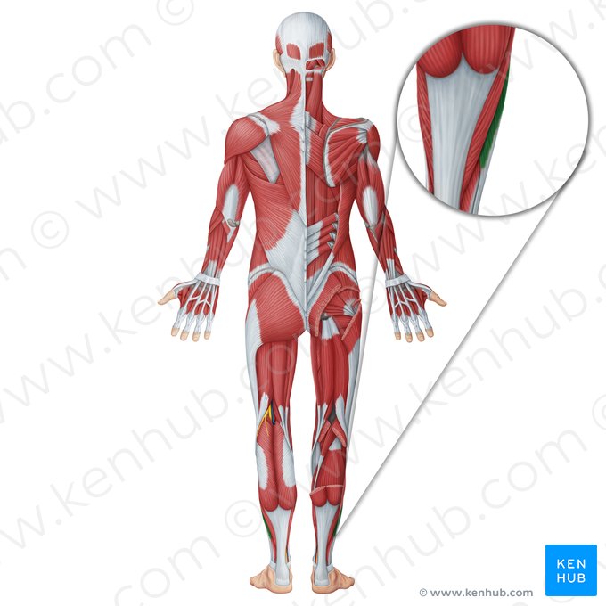 Músculo fibular longo (Musculus fibularis longus); Imagem: Irina Münstermann