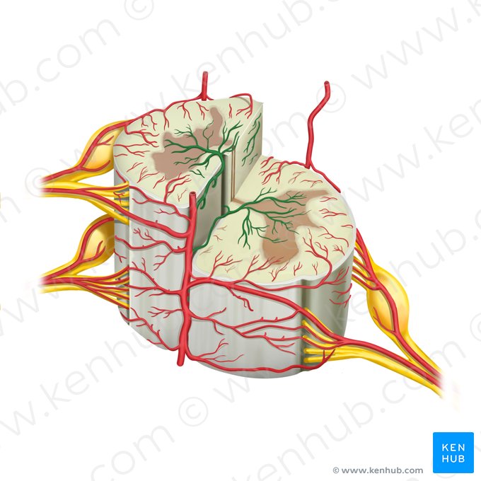 Artérias sulcais (Arteriae sulcales); Imagem: Rebecca Betts