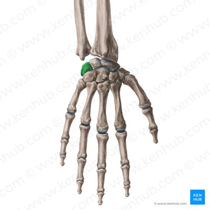 Triquetrum bone (Os triquetrum); Image: Yousun Koh