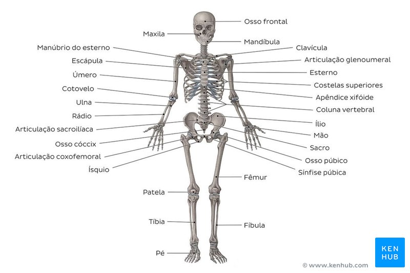 Estude esta imagem mostrando os principais ossos do corpo, em seguida teste os seus conhecimentos com os exercícios sobre o sistema esquelético (download abaixo)