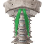 Músculos pré-vertebrais