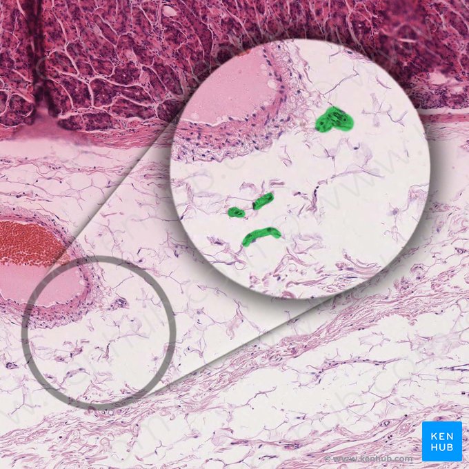 Submucosal plexus (of Meissner) (Plexus nervosus submucosus); Image: 