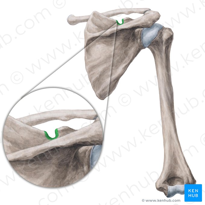 Scapular notch (Incisura scapulae); Image: Yousun Koh